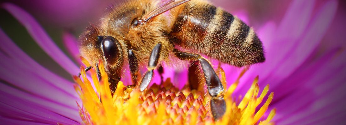 The Honey bee (Apis mellifera) pollinating  of New York aster.